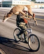 Deer on Bike